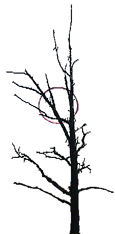 Tree image